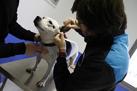 Veterinary consultations
